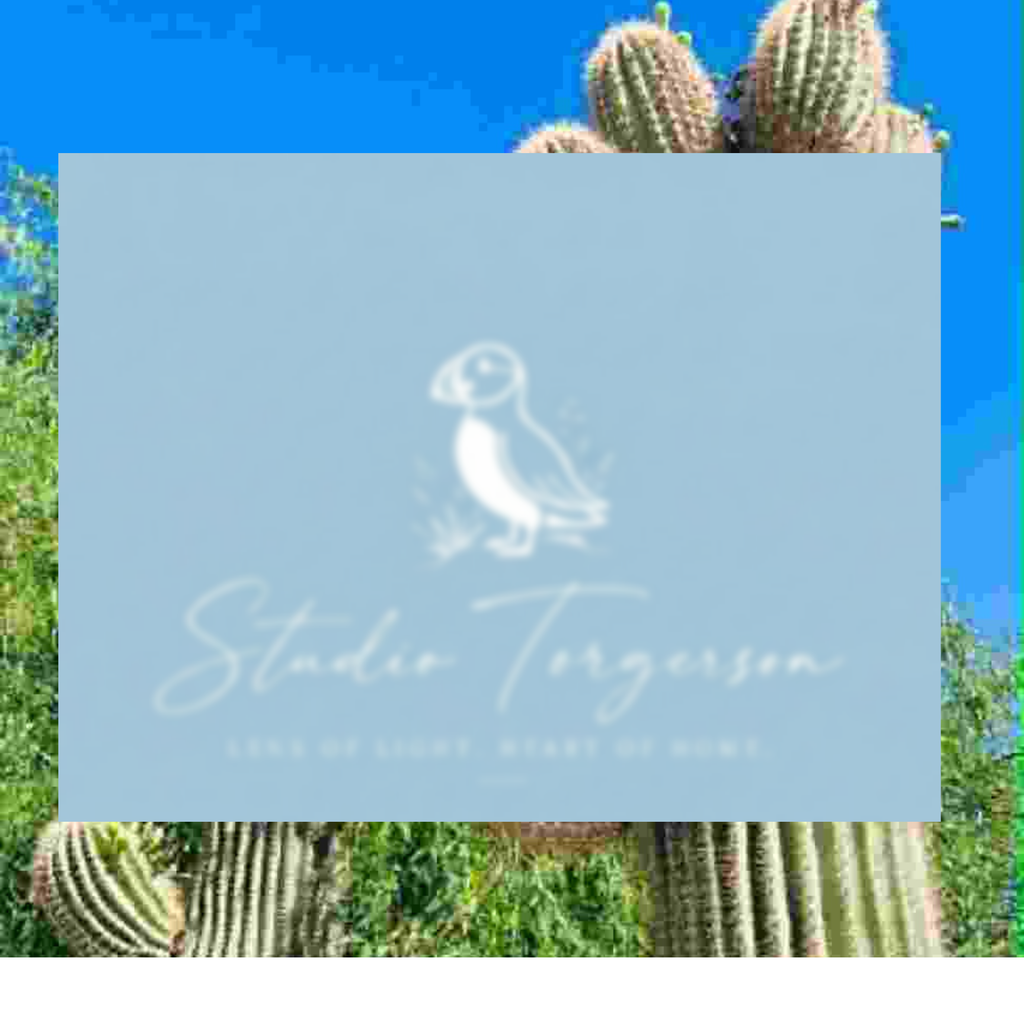 A square light blue card or logo panel with a white puffin illustration and the text 'Studio Torgerson' and 'Lens of Light, Heart of Home' over a background of cacti and blue sky.