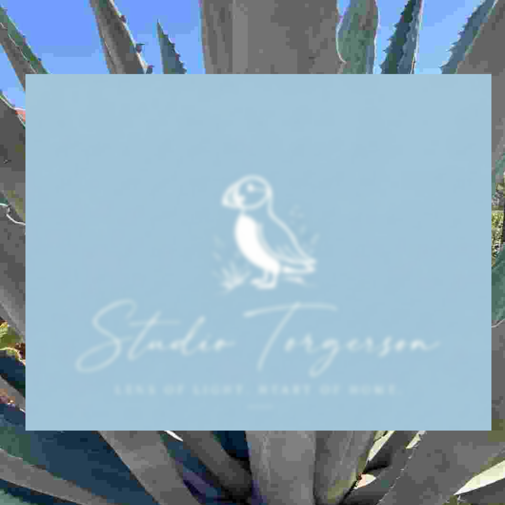 A square light blue card or label with a white puffin illustration and the text 'Studio Torgerson' and 'Lens of Light, Heart of Home' placed over a blurred background of agave leaves and blue sky.