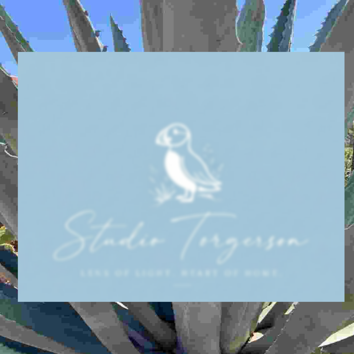 A square light blue card or label with a white puffin illustration and the text 'Studio Torgerson' and 'Lens of Light, Heart of Home' placed over a blurred background of agave leaves and blue sky.